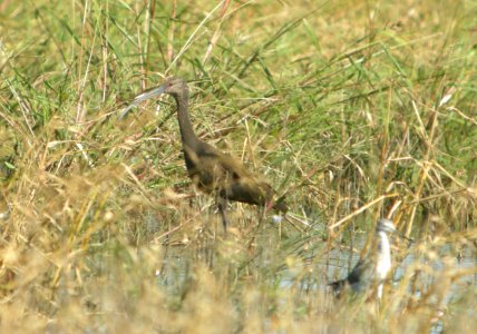DSCN8290c White-faced Ibis and Greater Yellowlegs Whispering Willows Area Kankakee Co IL 9-26-2016