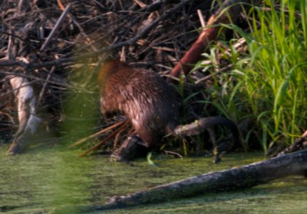 IMG 8469c Mink Willow Slough FWA IN 7-11-2016