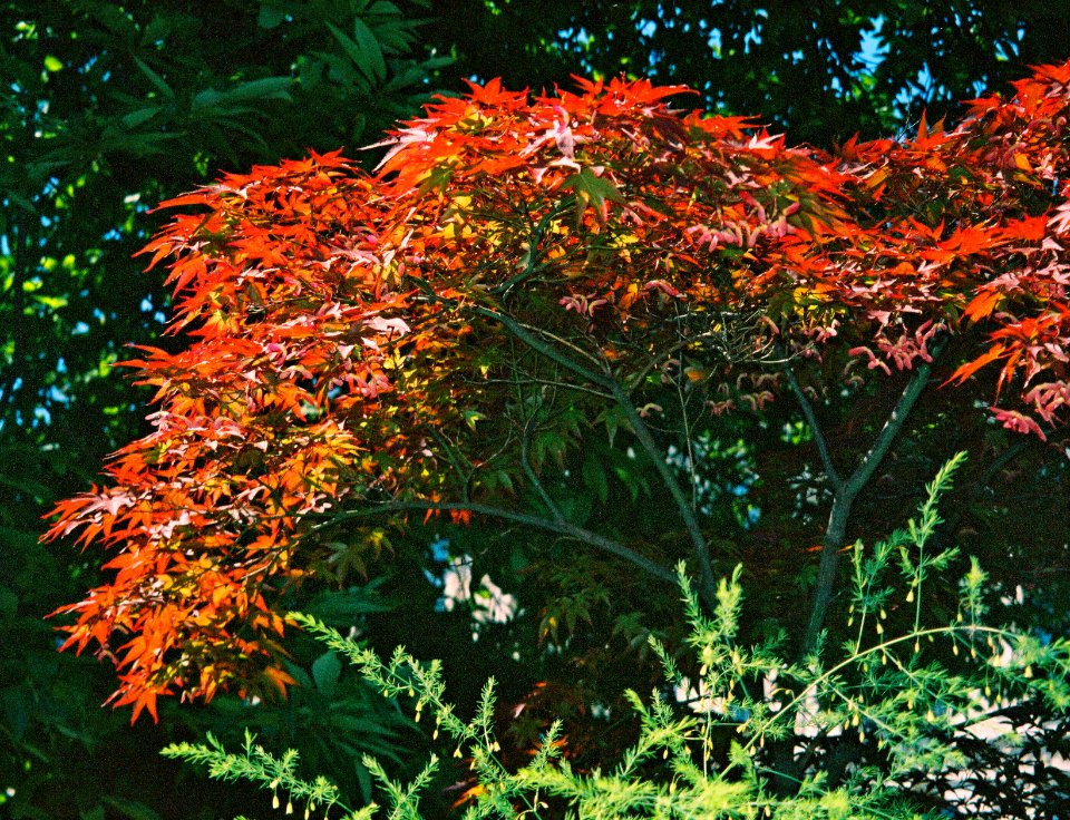 Olympus Mju II - Colours
