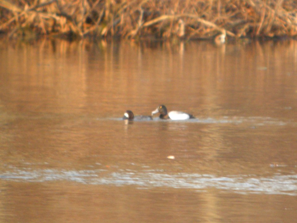 DSCN9698c Greater Scaup Willow Slough FWA IN 4-13-2018