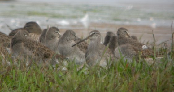 DSCN8464c LB Dowitcher Whispering Willows Area Kankakee Co IL 10-7-2016