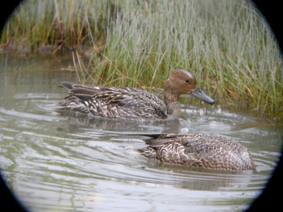 DSCN0589c Northern Pintail Potter Marsh Boardwalk Anchorage AK 8-20-2018 (2)