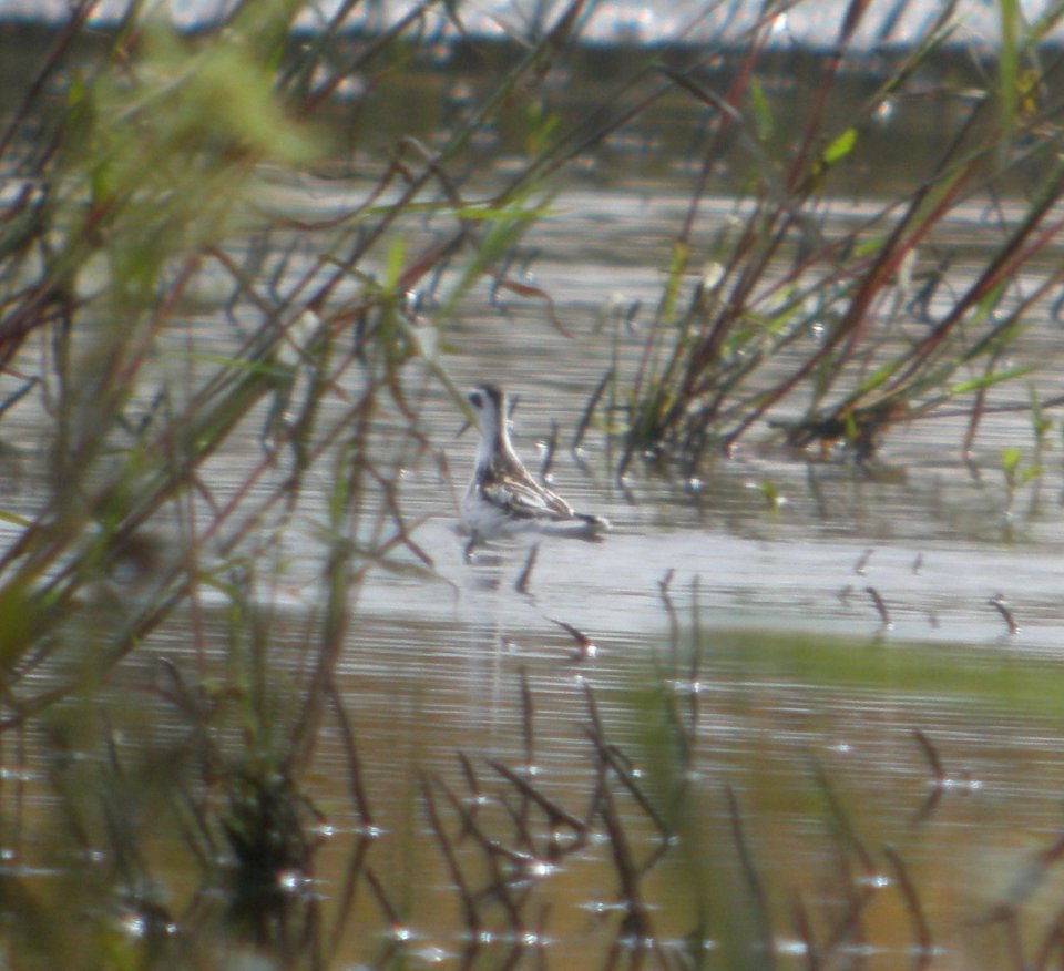 DSCN8020c Red-necked Phalarope NW Iroquois Co IL 9-14-2016