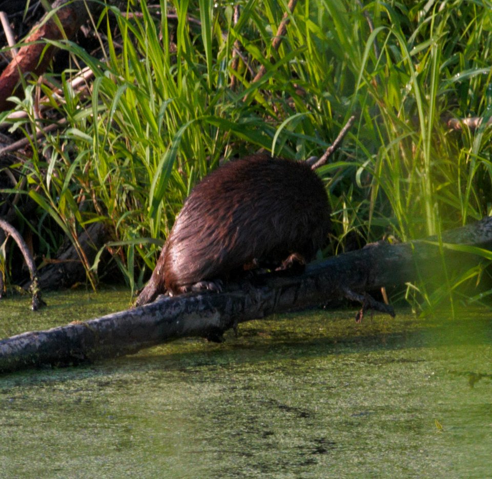 IMG 8468c Mink Willow Slough FWA IN 7-11-2016