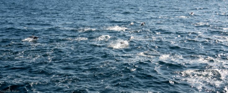 California Dolphins