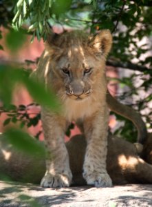 Zoo Atlanta Lion Cub