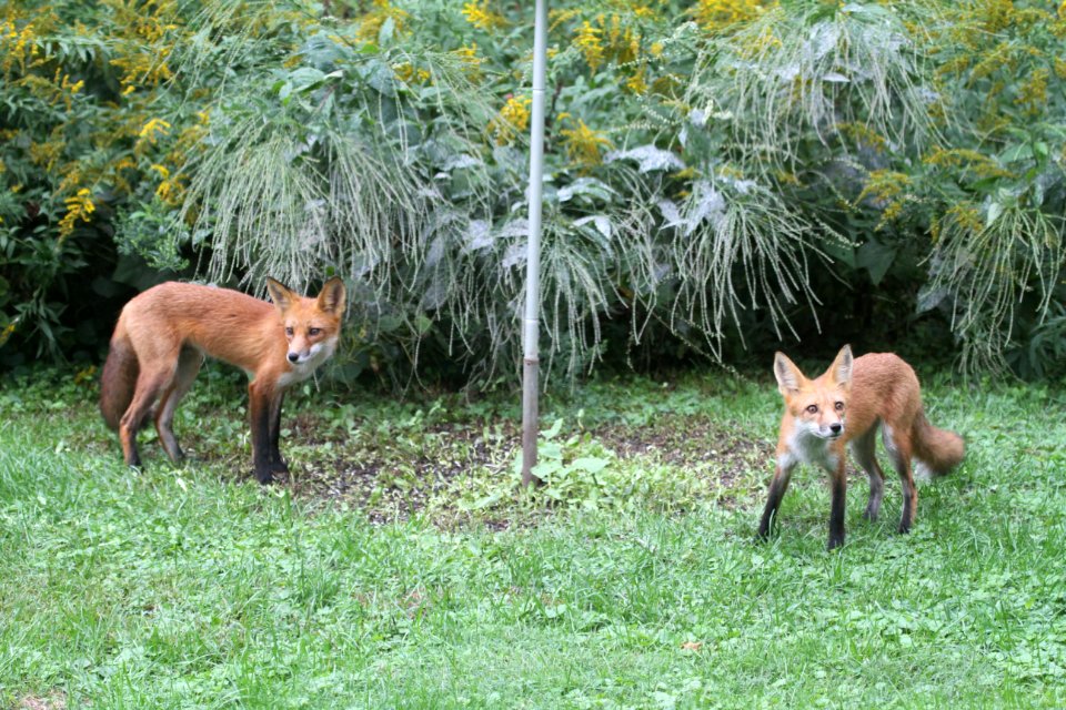 IMG 1636c Red Fox Hse Kankakee IL 9-8-2018