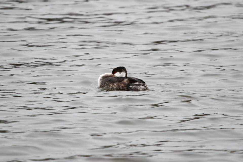 IMG 8441c Horned Grebe Beckman Park Kankakee IL 3-24-2018