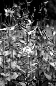 Zenit 11 - Melancholy Garden 01