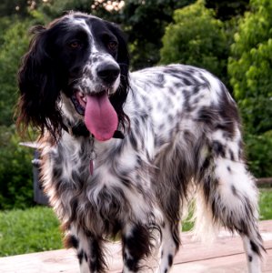 Dutchess the Llewellin Setter