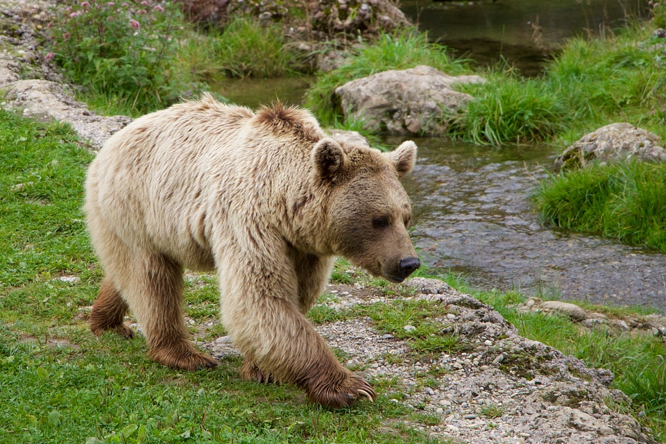 Brown bear siberian bear bear