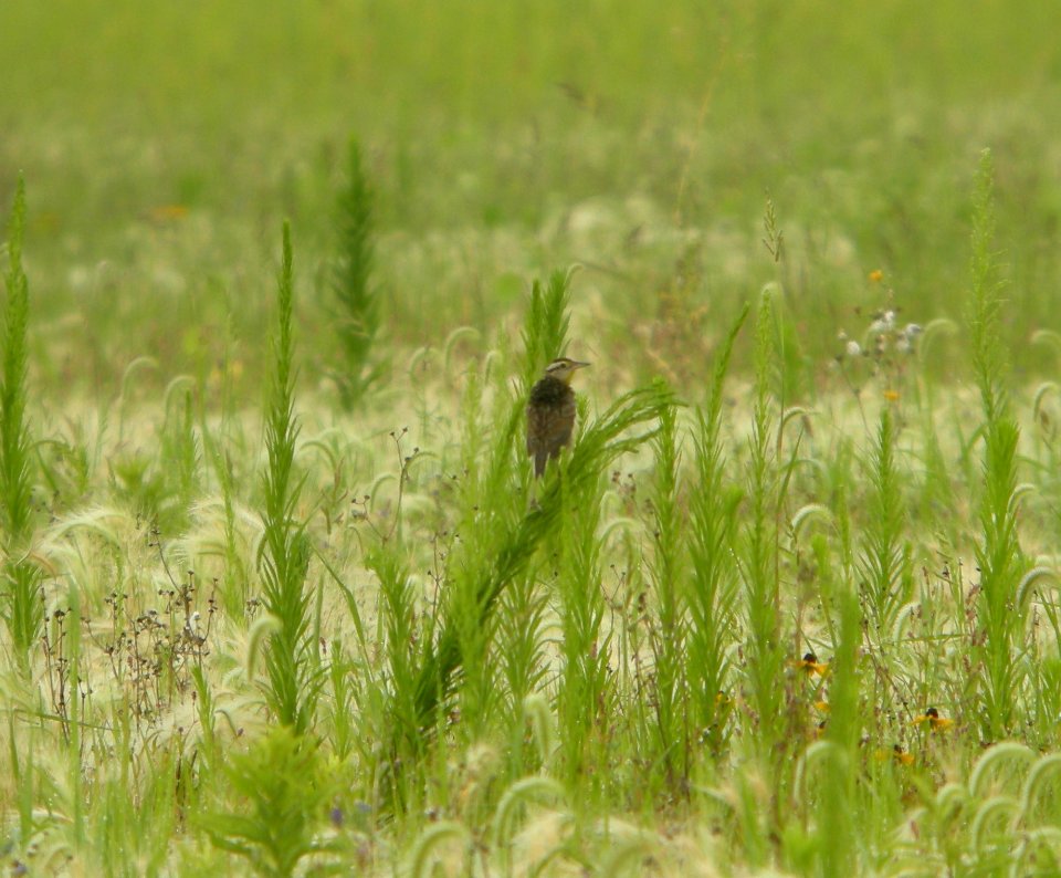 DSCN7626c Eastern Meadowlark Whispering Willows Kankakee Co IL 7-28-2016