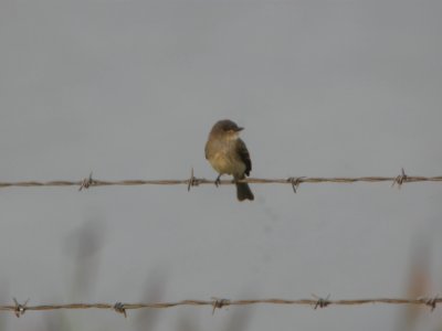 DSCN0370c Eastern Phoebe Braidwood Lake IL 8-7-2018