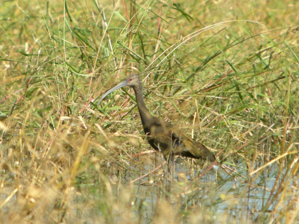 DSCN8295c White-faced Ibis Whispering Willows Area Kankakee Co IL 9-26-2016