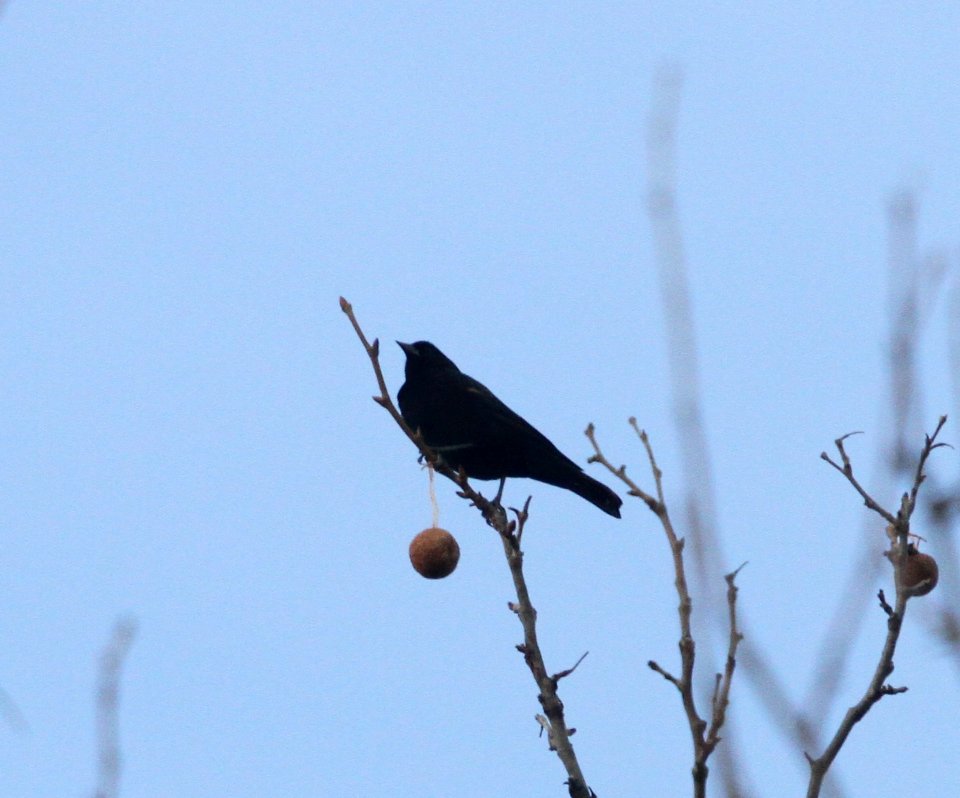 IMG 5937c Red-winged Blackbird Metro-sewer Kankakee IL 12-11-2015