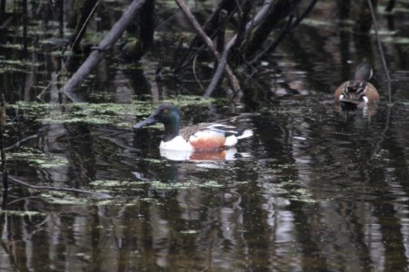 IMG 8839c Northern Shoveler LaSalle FWA IN 4-14-2018