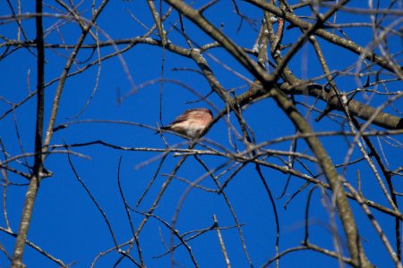 IMG 2850c Purple Finch Willow Slough FWA IN 10-23-2018