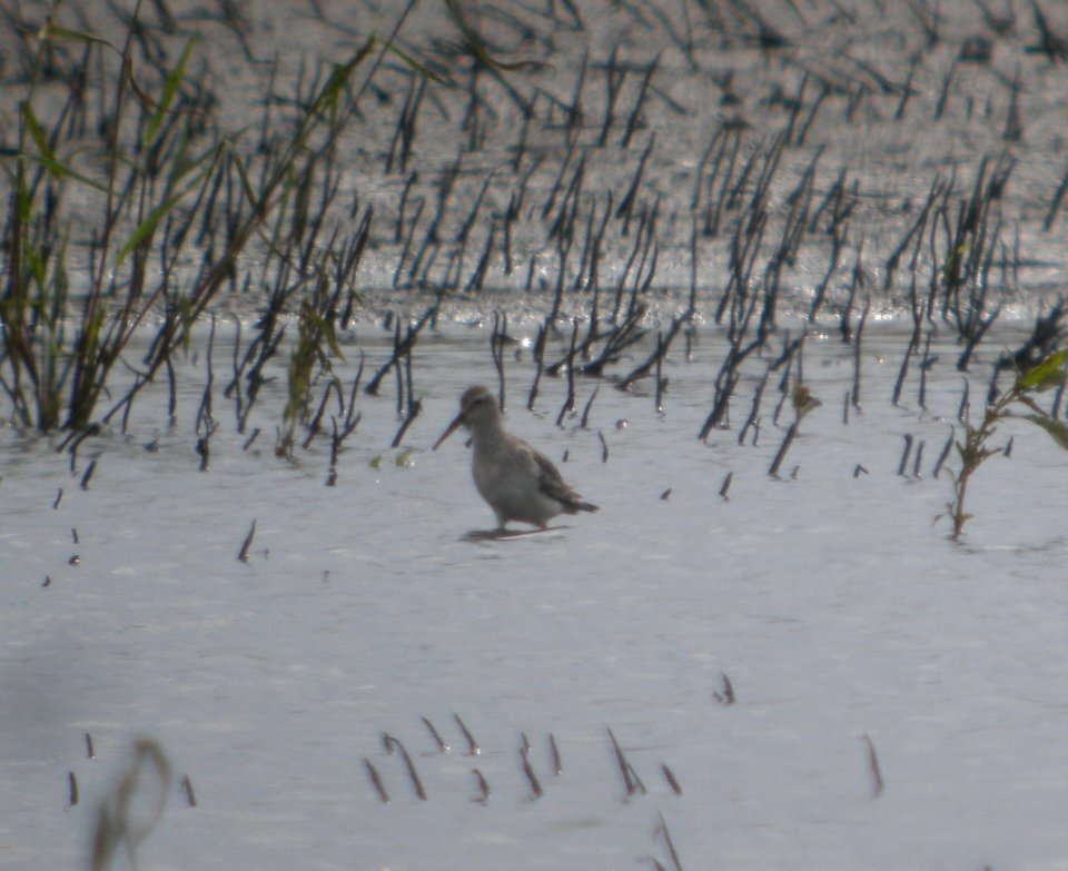 DSCN8083c Stilt Sandpiper NW Iroquois Co IL 9-14-2016