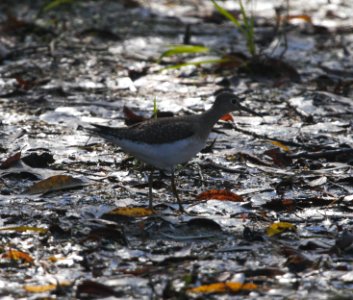 IMG 0126c Solitary Sandpiper Whispering Willows Area Kankakee Co IL 10-17-2016 