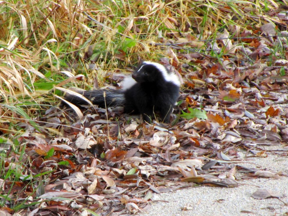 IMG 3413c Skunk Willowhaven Kankakee Co IL 11-19-2017
