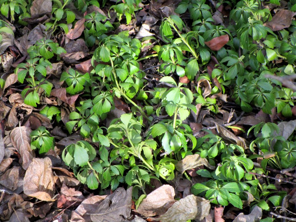 IMG 3497c Winter Vegetation Perry Farm IL 1-31-2018