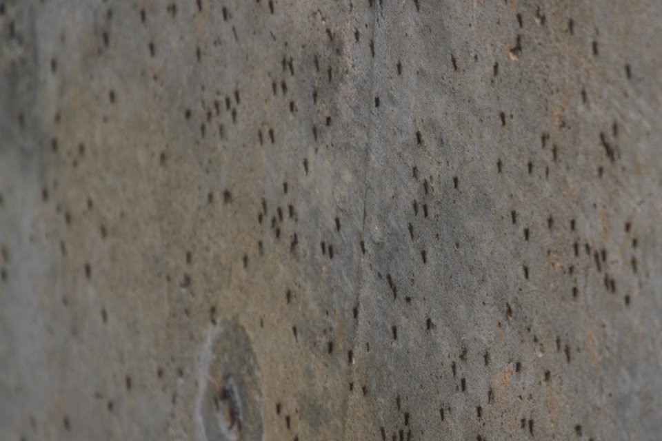 IMG 5469c Midges Metro-sewer Kankakee IL 10-27-2017