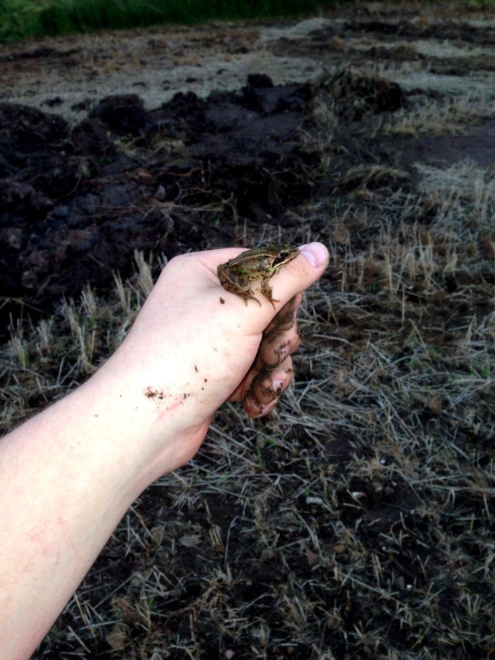 A little frog I found in our field.