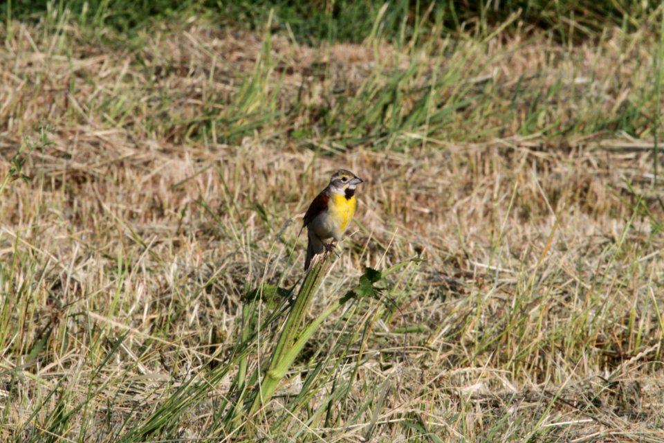 IMG 0522c Dickcissel Rt 102 x 4150W Rd Kankakee Co IL 6-16-2018