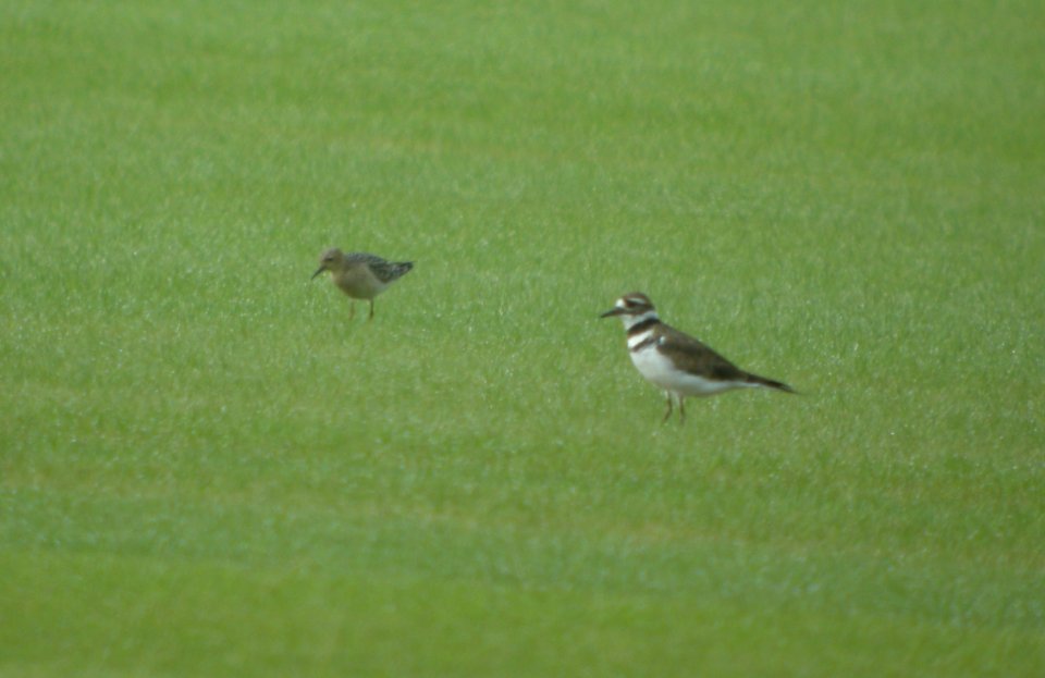 DSCN7862c Buff-breasted Sandpiperr Sod Farm Momence IL 8-29-2016