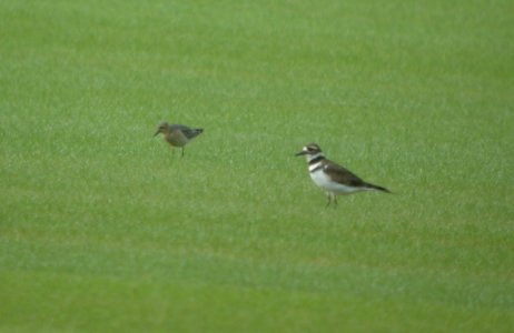 DSCN7862c Buff-breasted Sandpiperr Sod Farm Momence IL 8-29-2016