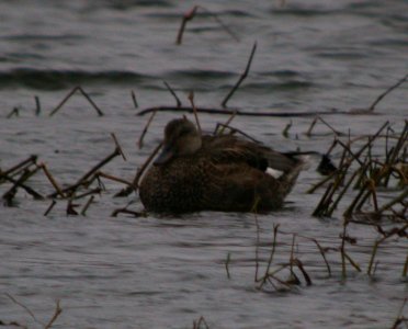 Gadwall (F)