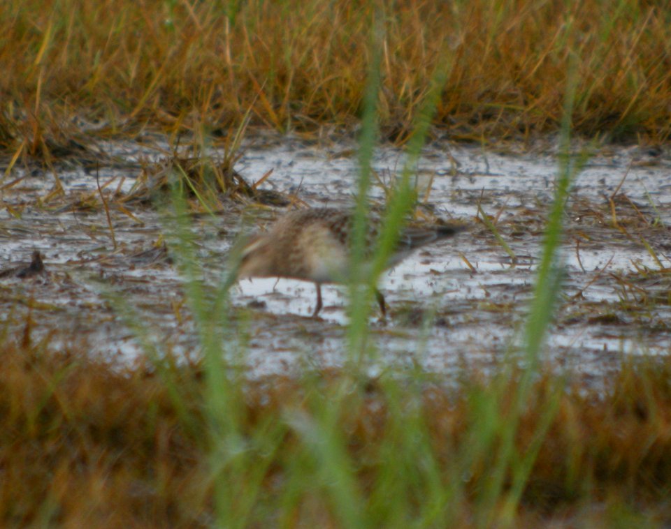 DSCN7871c Baird's Sandpiper Sod Farm Momence IL 8-31-2016