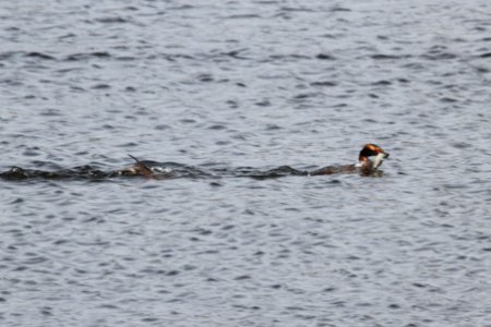 IMG 9158c RB Merganser Horned Grebe Willow Slough FWA IN 4-23-2018 photo