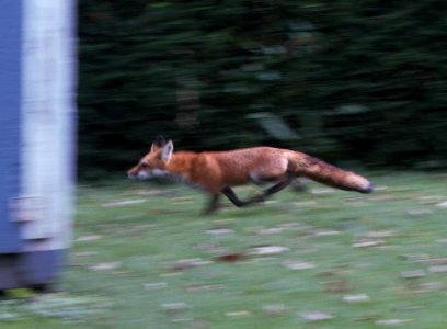 IMG 9284c Red Fox Hse Kankakee IL 9-25-2016