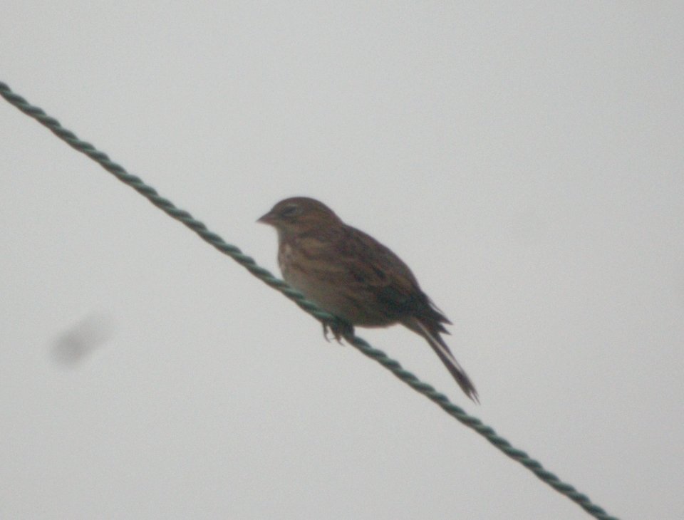 DSCN7870c Vesper Sparrow Sod Farm Momence IL 8-31-2016