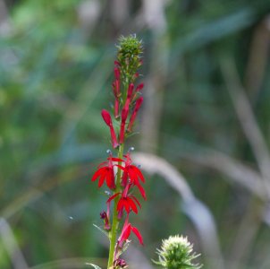 IMG 8601c Cardinal Flower LaSalle FWA IN 8-10-2016
