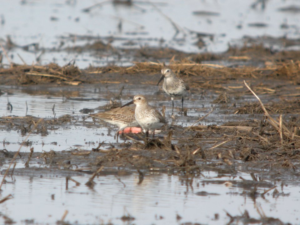 DSCN9673c Dunlin Willowhaven Area Kankakee Co IL 4-12-2018