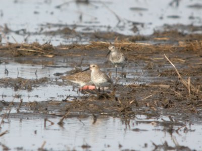 DSCN9673c Dunlin Willowhaven Area Kankakee Co IL 4-12-2018 photo