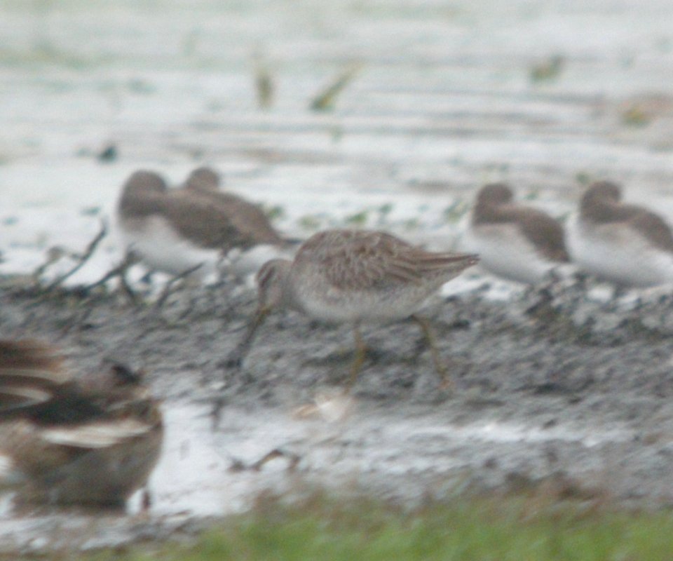 DSCN9149c LB Dowitcher Whispering Willows Area Kankakee Co IL 11-8-2016