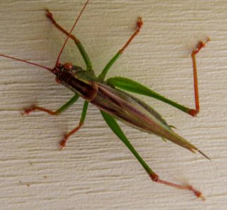 Day 325 - Grasshopper Macro