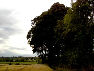 Barley Field