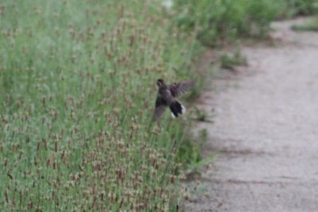IMG 0349c Lark Sparrow Heiland FP Kankakee Co IL 6-13-2018