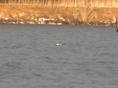 DSCN9509c Red-breasted Merganser Willow Slough FWA IN 3-6-2018