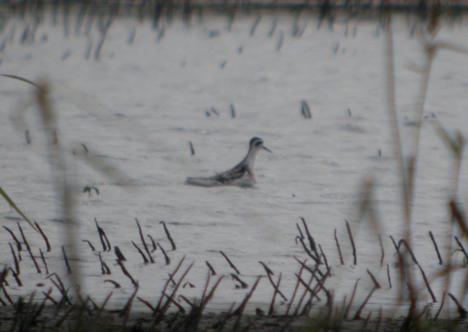 DSCN8014c Red-necked Phalarope NW Iroquois Co IL 9-14-2016