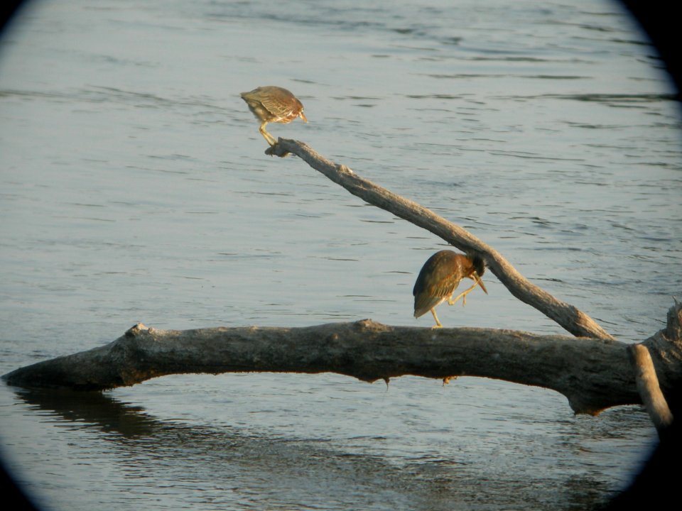 DSCN0318c Green Heron Dam Kankakee IL 8-4-2018