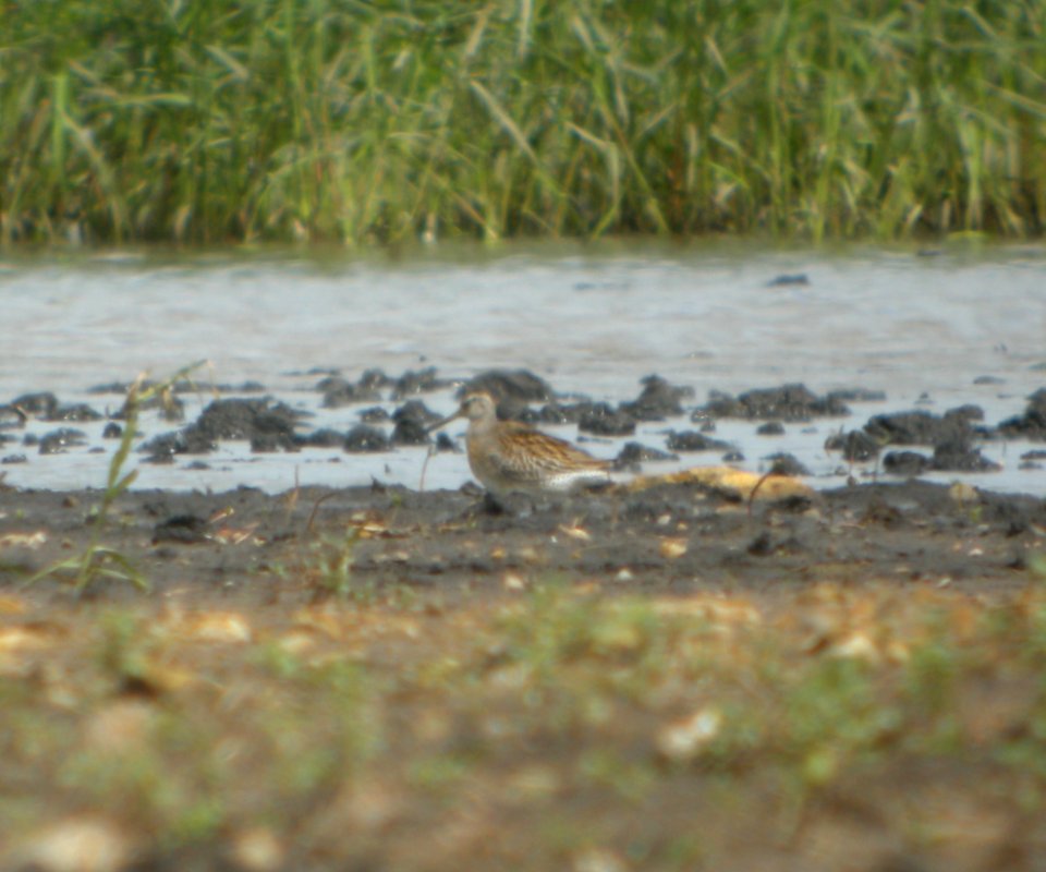 DSCN7750c SB Dowitcher Schoeffner Farm Kankakee Co IL 8-21-2016