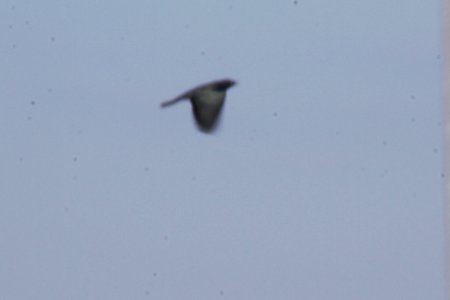 IMG 1720c Brewer's Blackbird Sod Farm Momence IL 9-16-2018