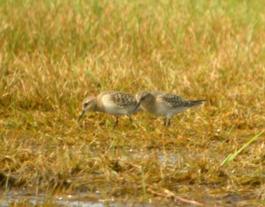 DSCN7848c Baird's Sandpiper Sod Farm Momence IL 8-29-2016