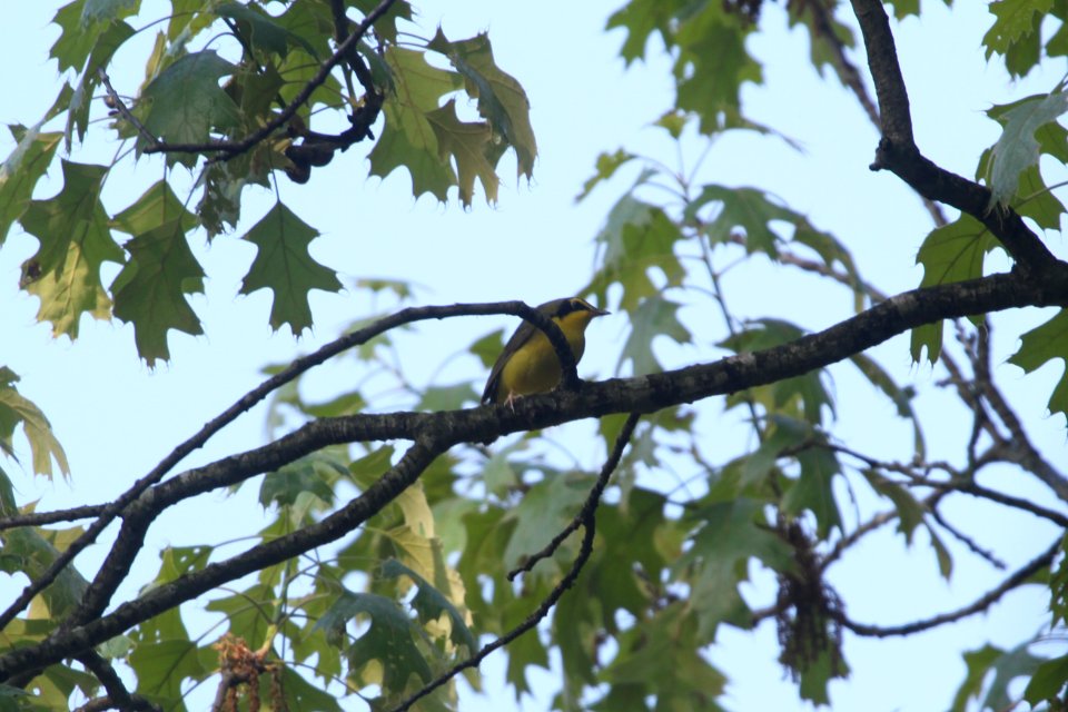 IMG 9892c Kentucky Warbler Willow Slough FWA IN 5-15-2018