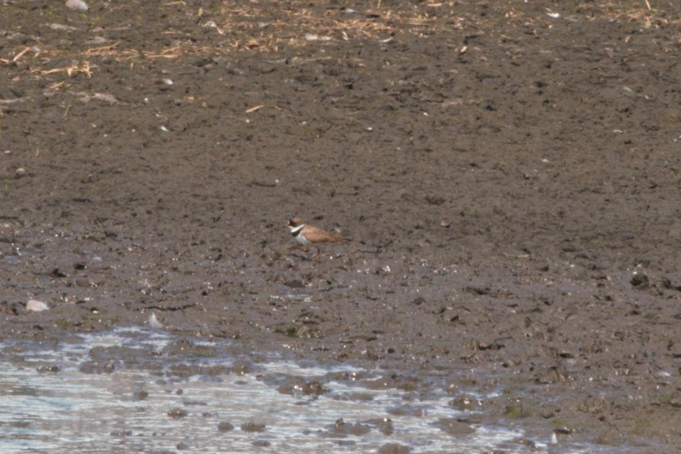IMG 1258c Semipalmated Plover Willowhaven Area Kankakee Co IL 8-11-2018
